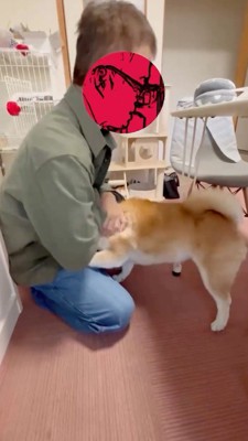 男性のお腹に顔を埋める犬