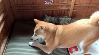 主導権はももちゃんかも…