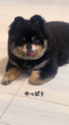 犬がお腹を空かせていることを確信する飼い主