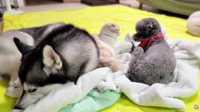 きゅうちゃんに猫パンチ