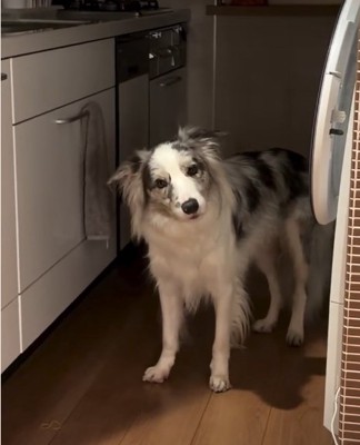 首をかしげる犬2