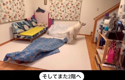 見守る犬