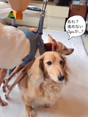 それでも甘えたいGyuちゃん