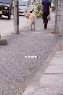 振り向き1回目のメルくん