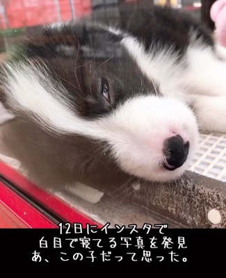 白目で眠る赤ちゃん犬