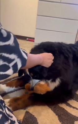 撫でられる大型犬