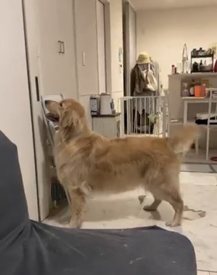 扉をじっと見つめて待つ麹くん