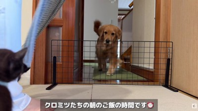 ゴールデンレトリバーのヒナちゃんが…