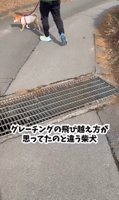 側溝が苦手な福ちゃん3