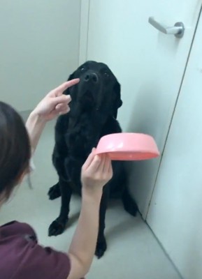 鼻の頭のご飯を指摘される大型犬