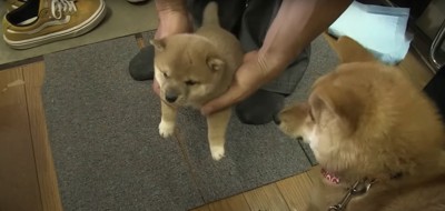 抱っこされている柴犬の赤ちゃんと見つめる柴犬