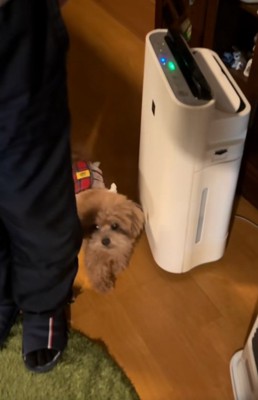 おじいちゃんの横を歩くボムさん