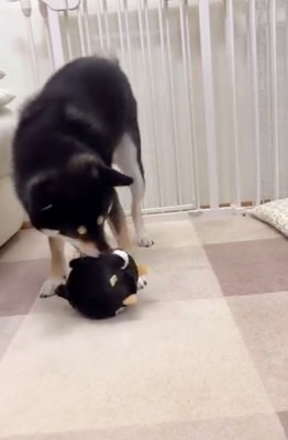 おもちゃで遊ぶ柴犬