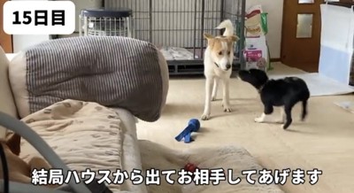 子犬と見つめ合う犬
