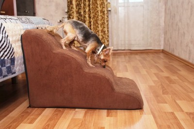 犬用スロープを慎重に降りる犬