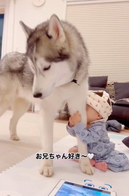 ハスキーの足にしがみつく赤ちゃん