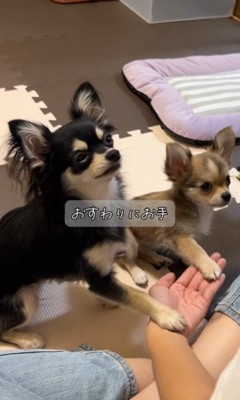 チコちゃんとナッツちゃんの6ヶ月間の軌跡4