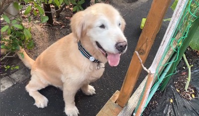 反省する大型犬