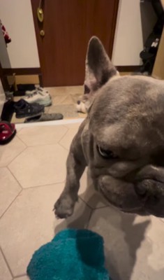 右前足をあげる犬