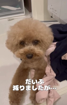洗濯物を守る犬