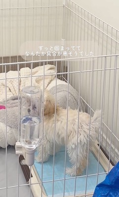 注射後のぱうちゃん2