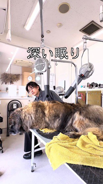 ブラッシングされても起きない大型犬