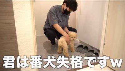 男性に撫でられながら振り向く犬