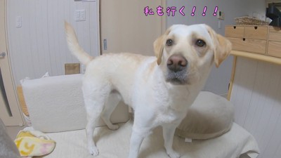 「私も行く!」とアピール