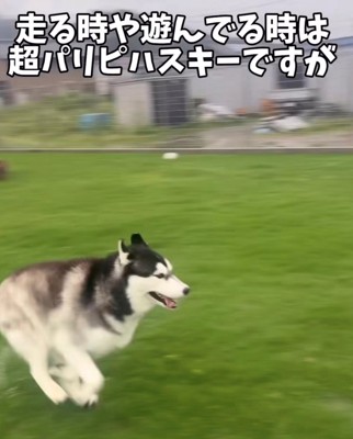 芝生を走る犬