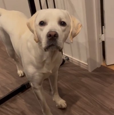 ゲートの向こう側に残った後ろ足