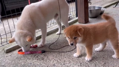 横に並ぶ犬の親子