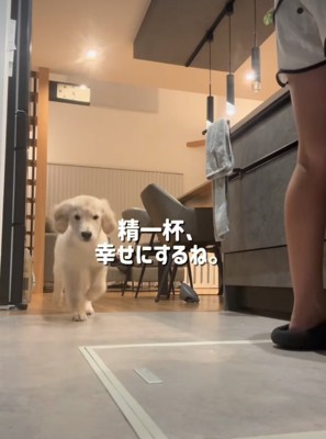 走ってくる子犬