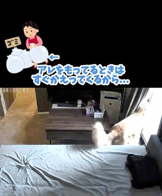 窓の外を眺める犬