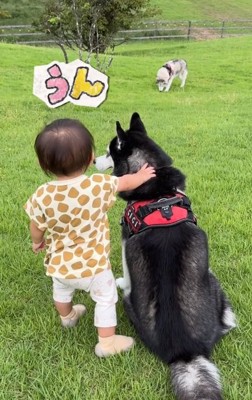 ジジちゃんを触る赤ちゃん