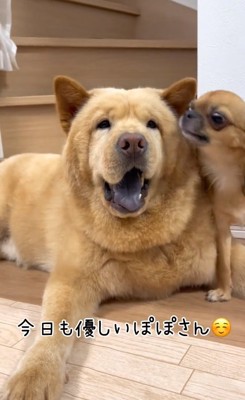 優しいぽぽ太くん