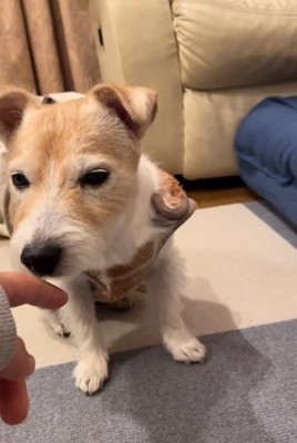 入念に確認するミントちゃん