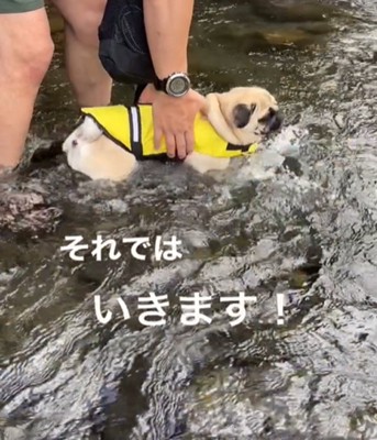 川に入る犬2