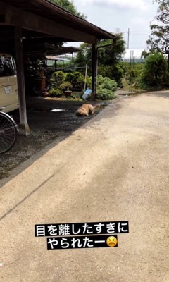 水溜まりに入るむぎちゃん2