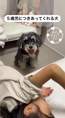 女の子を見てあくびをする犬