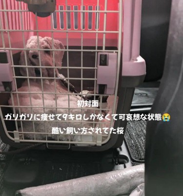 ガリガリになったわんこ