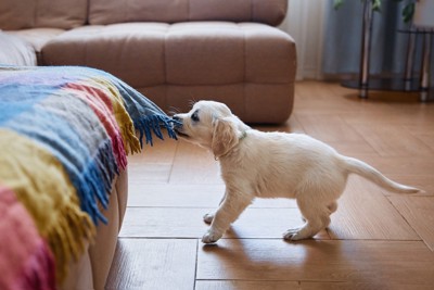 くわえて引っ張る子犬