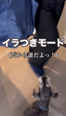 イライラする犬