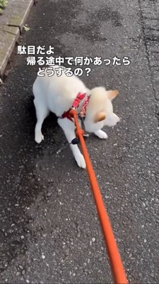 必死で地面に踏ん張って散歩を拒否する柴犬
