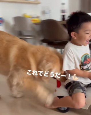 犬におもちゃの車を動かしてもらって、嬉しそうな声をあげる男の子