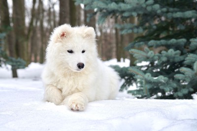 雪の上の白い犬