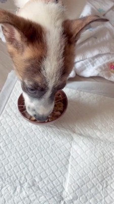 器の中に入っているごはんを食べる子犬
