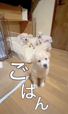 起きた子犬たち