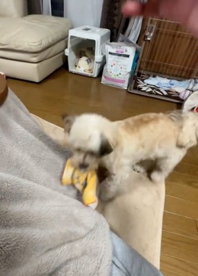 ハンカチを強奪