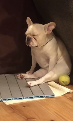 目を閉じる犬