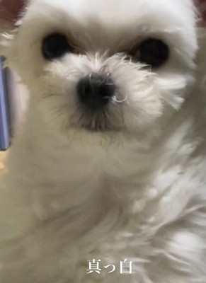 真っ白のわんこに!!